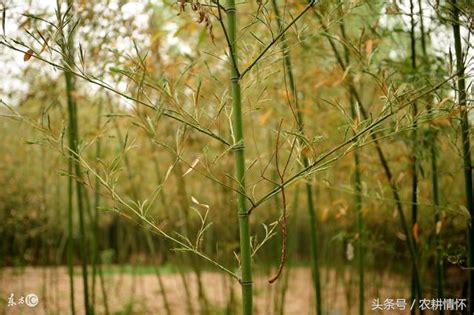 竹子開花的惡兆|竹樹開花